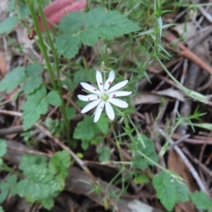 Stellaria pungens at Paddys River, ACT - 4 Feb 2023