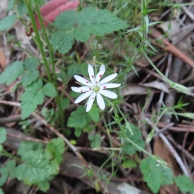 Stellaria pungens (Prickly Starwort) at Paddys River, ACT - 4 Feb 2023 by MatthewFrawley