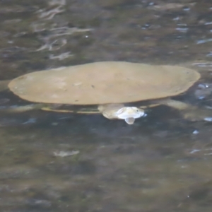 Chelodina longicollis at Paddys River, ACT - 4 Feb 2023