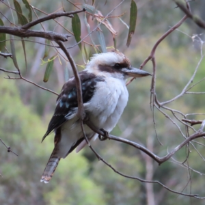 Dacelo novaeguineae at Paddys River, ACT - 4 Feb 2023 03:16 PM