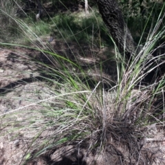 Gahnia filum (Chaffy Saw-sedge) at Batemans Bay, NSW - 3 Feb 2023 by plants