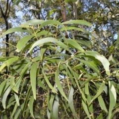 Acacia implexa (Hickory Wattle, Lightwood) at Batemans Bay, NSW - 3 Feb 2023 by plants