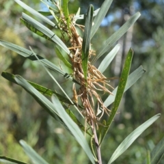 Acacia stricta (Straight Wattle) at Batemans Bay, NSW - 4 Feb 2023 by plants