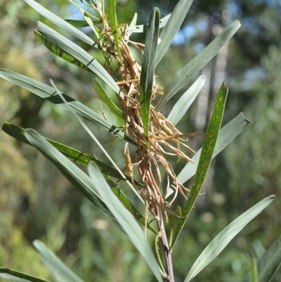 Acacia stricta (Straight Wattle) at Batemans Bay, NSW - 4 Feb 2023 by plants