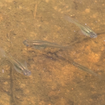 Gambusia holbrooki (Gambusia, Plague minnow, Mosquito fish) at Wodonga, VIC - 3 Feb 2023 by KylieWaldon