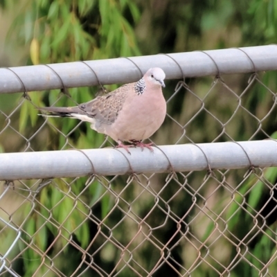 Spilopelia chinensis (Spotted Dove) at Wodonga, VIC - 3 Feb 2023 by KylieWaldon
