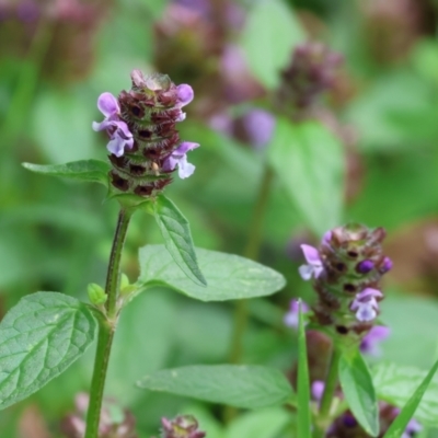 Prunella vulgaris (Self-heal, Heal All) at Wodonga, VIC - 4 Feb 2023 by KylieWaldon