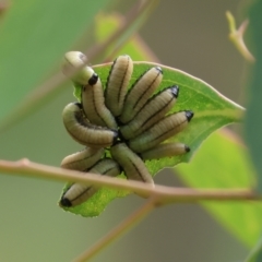 Paropsisterna cloelia (Eucalyptus variegated beetle) at Wodonga, VIC - 3 Feb 2023 by KylieWaldon