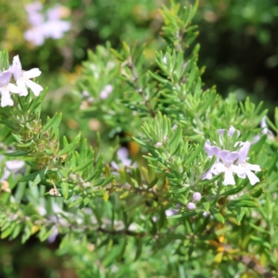 Westringia eremicola (Slender Western Rosemary) at Wodonga, VIC - 3 Feb 2023 by KylieWaldon