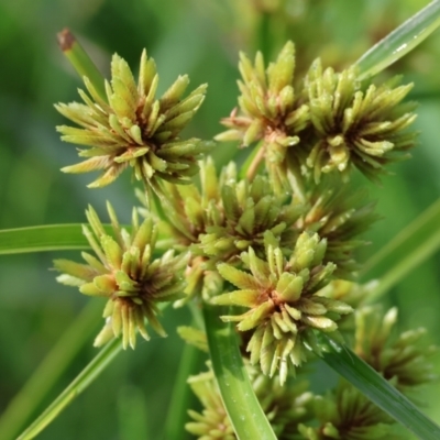 Cyperus eragrostis (Umbrella Sedge) at Wodonga, VIC - 3 Feb 2023 by KylieWaldon