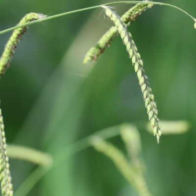 Paspalum dilatatum (Paspalum) at Wodonga, VIC - 4 Feb 2023 by KylieWaldon