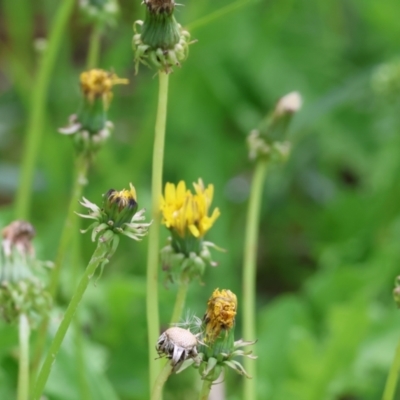 Taraxacum sp. (Dandelion) at Wodonga, VIC - 3 Feb 2023 by KylieWaldon