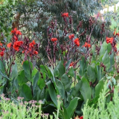 Canna x generalis (Canna Lily) at Wodonga, VIC - 3 Feb 2023 by KylieWaldon