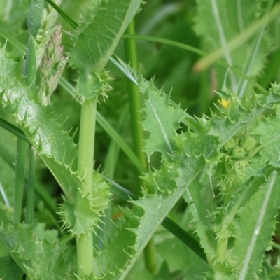Sonchus asper (Prickly Sowthistle) at Wodonga, VIC - 4 Feb 2023 by KylieWaldon