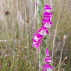 Spiranthes australis (Austral Ladies Tresses) at Gibraltar Pines - 4 Feb 2023 by Venture