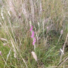 Spiranthes australis at Paddys River, ACT - 4 Feb 2023