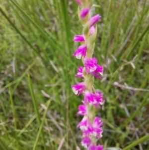 Spiranthes australis at Paddys River, ACT - suppressed