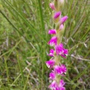 Spiranthes australis at Paddys River, ACT - 4 Feb 2023