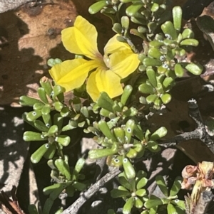 Goodenia hederacea subsp. hederacea at Lower Boro, NSW - 2 Feb 2023