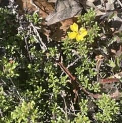 Goodenia hederacea subsp. hederacea at Lower Boro, NSW - 2 Feb 2023