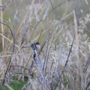 Malurus cyaneus at Molonglo Valley, ACT - 5 Feb 2023