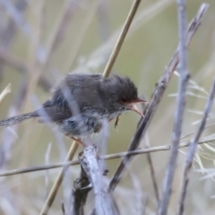 Malurus cyaneus at Molonglo Valley, ACT - 5 Feb 2023