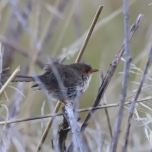 Malurus cyaneus at Molonglo Valley, ACT - 5 Feb 2023