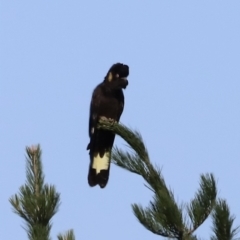 Zanda funerea (Yellow-tailed Black-Cockatoo) at Molonglo Valley, ACT - 5 Feb 2023 by JimL