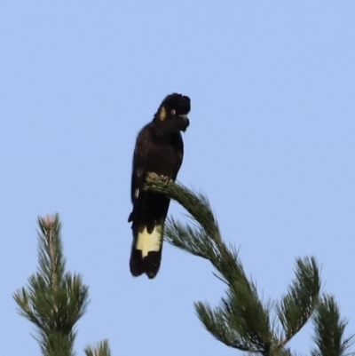 Zanda funerea (Yellow-tailed Black-Cockatoo) at Molonglo Valley, ACT - 5 Feb 2023 by JimL