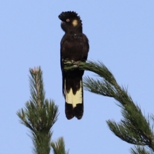 Zanda funerea at Molonglo Valley, ACT - 5 Feb 2023 09:46 AM