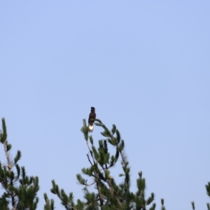 Zanda funerea at Molonglo Valley, ACT - 5 Feb 2023 09:46 AM