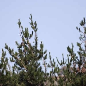 Zanda funerea at Molonglo Valley, ACT - 5 Feb 2023 09:46 AM