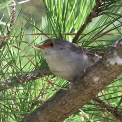 Malurus cyaneus (Superb Fairywren) at Molonglo Valley, ACT - 4 Feb 2023 by JimL