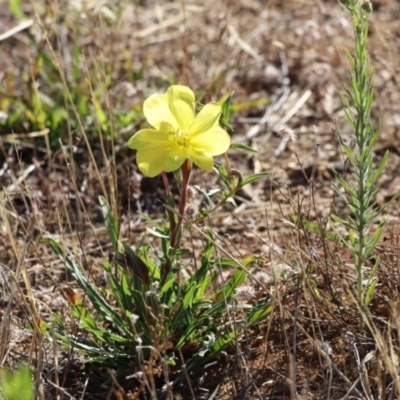 Oenothera stricta subsp. stricta (Common Evening Primrose) at Molonglo Valley, ACT - 5 Feb 2023 by JimL