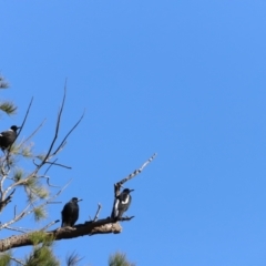 Gymnorhina tibicen (Australian Magpie) at Molonglo River Reserve - 4 Feb 2023 by JimL