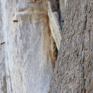 Apis mellifera at Molonglo Valley, ACT - 5 Feb 2023