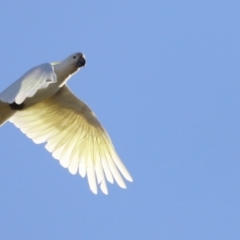 Cacatua galerita (Sulphur-crested Cockatoo) at Molonglo River Reserve - 4 Feb 2023 by JimL