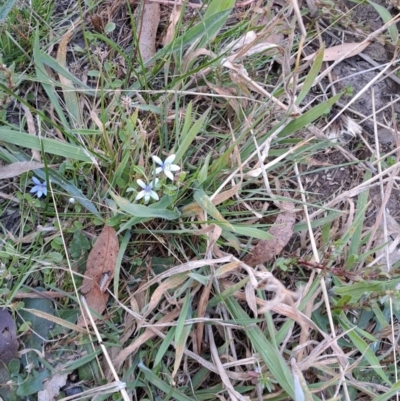 Isotoma fluviatilis subsp. australis (Swamp Isotome) at Fadden, ACT - 5 Feb 2023 by LPadg