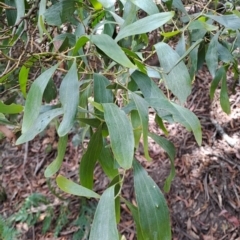 Acacia melanoxylon (Blackwood) at Rossi, NSW - 21 Jan 2023 by LPadg