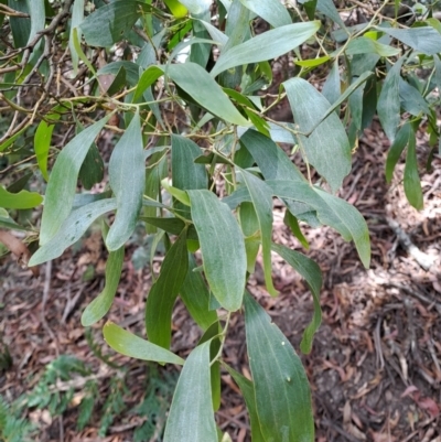 Acacia melanoxylon (Blackwood) at Rossi, NSW - 21 Jan 2023 by LPadg