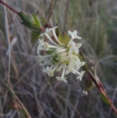 Pimelea linifolia subsp. linifolia (Queen of the Bush, Slender Rice-flower) at Theodore, ACT - 15 Oct 2022 by MichaelBedingfield