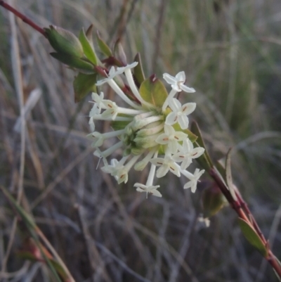 Pimelea linifolia subsp. linifolia (Queen of the Bush, Slender Rice-flower) at Theodore, ACT - 15 Oct 2022 by michaelb