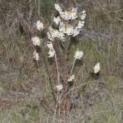 Pimelea linifolia subsp. linifolia at Theodore, ACT - 15 Oct 2022