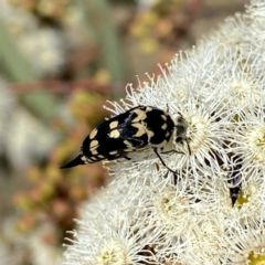 Hoshihananomia leucosticta at Googong, NSW - 5 Feb 2023