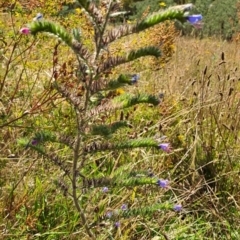 Echium plantagineum (Paterson's Curse) at Fadden, ACT - 5 Feb 2023 by LPadg