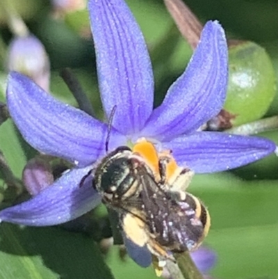 Lipotriches (Austronomia) phanerura (Halictid Bee) at Dulwich Hill, NSW - 8 Nov 2022 by JudeWright