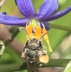 Lipotriches (Austronomia) phanerura at Dulwich Hill, NSW - 8 Nov 2022