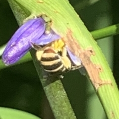 Lipotriches (Austronomia) phanerura at Dulwich Hill, NSW - 8 Nov 2022