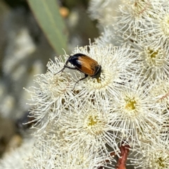 Phyllotocus navicularis (Nectar scarab) at Googong, NSW - 5 Feb 2023 by Wandiyali