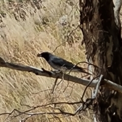 Coracina novaehollandiae (Black-faced Cuckooshrike) at Wambrook, NSW - 4 Feb 2023 by Mike